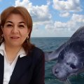 Şüvəlanda nadir hadisə-sahilə suiti çıxdı-ekoloqdan XƏBƏRDARLIQ: “Qırmızı kitab”-a düşməlidirlər”-FOTO+ÖZƏL
