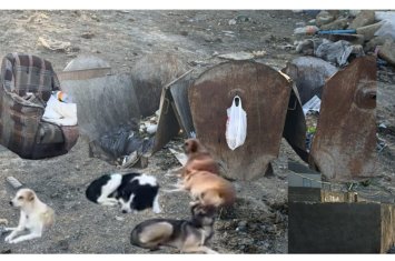 Zibillik içində qalan, vəhşi itlərin məskəninə çevrilən Masazırın bitməyən problemləri: “İt əlimizdən əti alıb qaçdı”