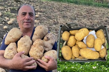 “Bir neçə ilə yaratdığım kartof sortlarını xaricdən alıb, seleksiyalarda istifadə edəcəklər” - yeni kartof sortu yaradan tədqiqatçı - ÖZƏL+FOTO