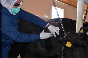 Dabaq xəstəliyi haqqında QORXUNC FAKTLAR - Əgər insanlara da keçərsə...