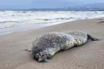 На Каспии тюлени погибли из-за рыболовных сетей