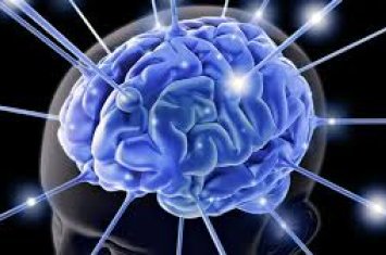 Ученые доказали, что мозг напарников может синхронизироваться