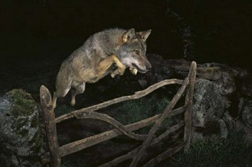 Şəkidə canavar kəndə hücum edib 5 nəfəri yaraladı