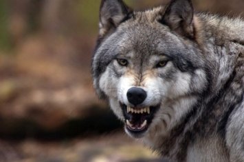 В Шеки волк напал на село и ранил пять человек