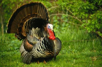 Bazarlarda “hinduşka”nın qiyməti neçəyədir?