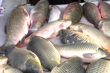 Azərbaycanda farelin qiyməti bahalaşdı - VİDEO