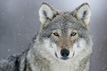 Впервые за век в Лос-Анджелес забрела волчица