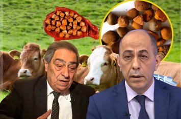 Qızıl qiymətinə satılan inəyin öd daşı iki həkimi üz-üzə qoydu: “Bu cəfəngiyyatdır, bizim millət falçıya da inanır” - FOTO+ÖZƏL