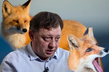 “Biz onların məskənini işğal etmişik, quduzluq yaya bilərlər” - Bakıda tülkülər niyə çoxalıb? - AÇIQLAMA+ÖZƏL