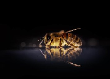 Arılar sayır və qavrayır: gözlənilməz idrak qabiliyyəti - Elmi tədqiqat