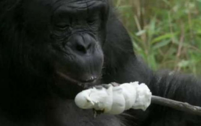 Şirniyyat bişirən şimpanze ”“  FOTO / VİDEO