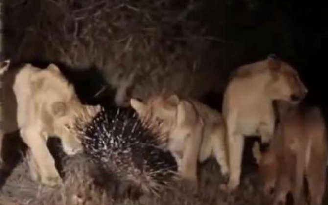 Kirpinin 17 aslanla ölüm-dirim mübarizəsi -  VİDEO