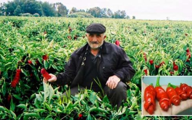 Kişi cinsiyyət orqanına bənzəyən bibər becərdi, məhsulu əlində qaldı... 
