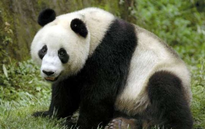 Kəndə hücum edən panda məmurları 83 min dollar cərimələtdirdi... 