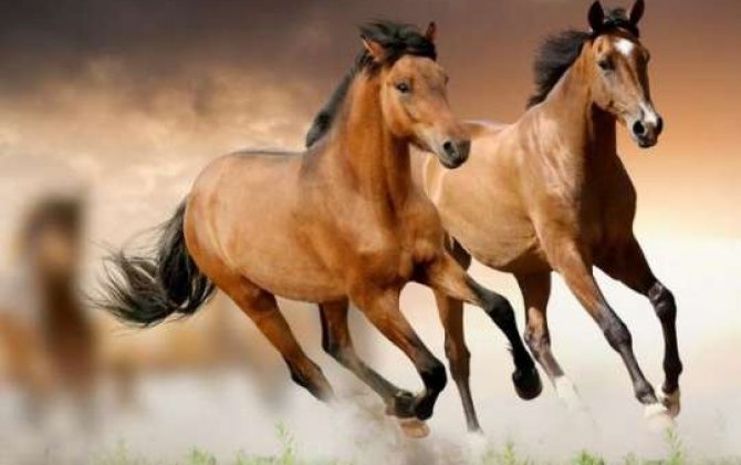 Azərbaycanda Qarabağ atı cinsinin inkişafına pul ayrıldı 