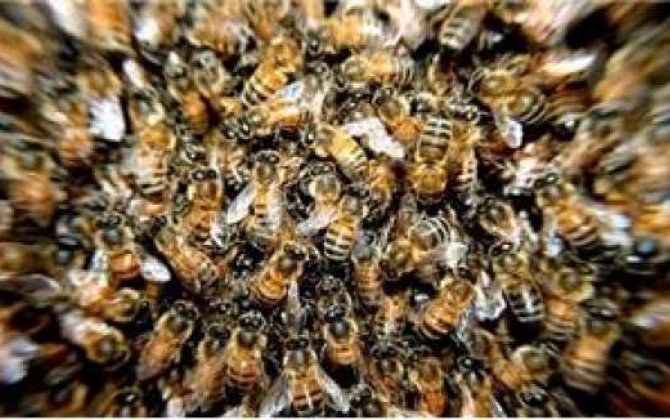 Evdən 120 min arı tapıldı 