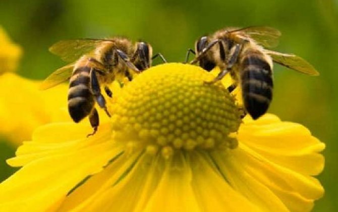 Sonuncu arının ölümündən sonra dünyadakı canlılar 4 il yaşayacaq... 