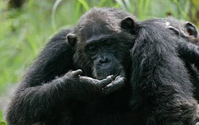 Mehriban şimpanzelər aqressiv qardaşlarından daha çox yaşayırmışlar  - ARAŞDIRMA...