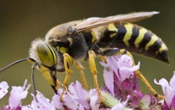 Bu arılarda məntiq bacarıqları olduğu ortaya çıxdı - MARAQLI
