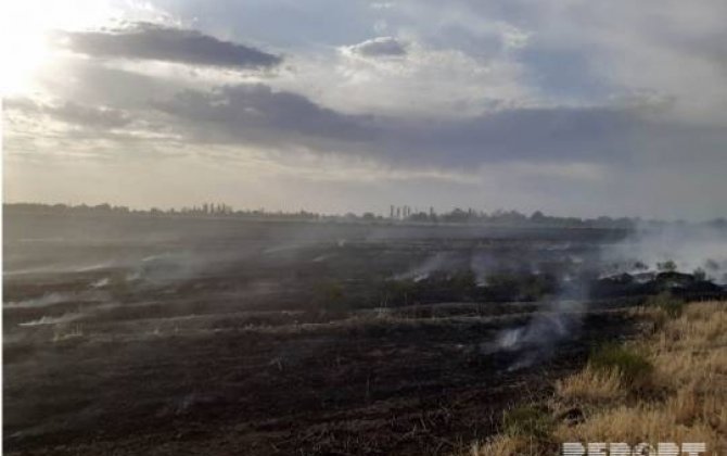 Şabran rayonunda biçilmiş taxıl sahəsi yandı 