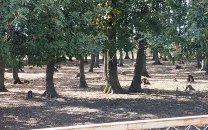 Astarada palıd ağaclarını kəsdilər:  nazirlik araşdırma aparır - VİDEO