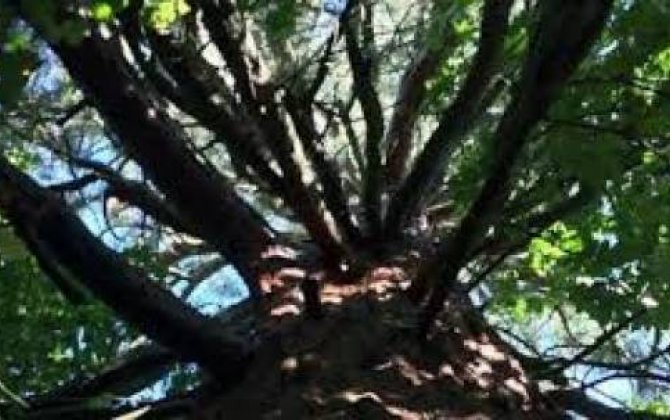 Yüz illik ağacı kəsdi, 300 min funt-sterlinq cərimə olundu - MARAQLI