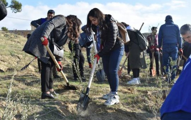 Beynəlxalq Miqrasiya Təşkilatı ağacəkmə aksiyası keçirdi - FOTO