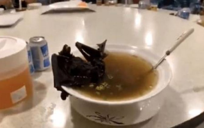 Çində yayılan korona virusunun yarasa şorbasından yoluxduğu iddia edildi- Araşdırma