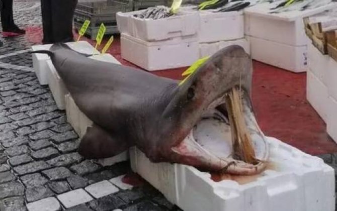 150 kiloqramlıq köpək balığı maraqla qarşılandı  - MARAQLI