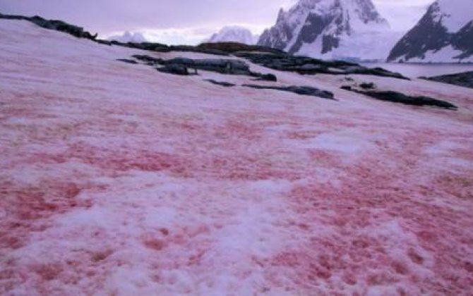 Antarktidada qırmızı qar yağdı 