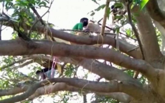 Hindistanda qeyri-adi karantin -On dörd gün ağacda qalacaqlar-MARAQLI...