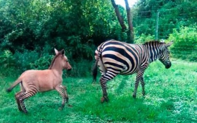 Zebra ilə ulağın cütləşməsindən hər ikisinə bənzəyən hibrid doğuldu  - MARAQLI...