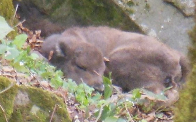 В Шахдагском национальном парке родился второй детеныш зубра