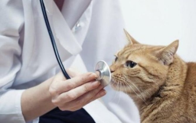 Кот в Испании заразился коронавирусом