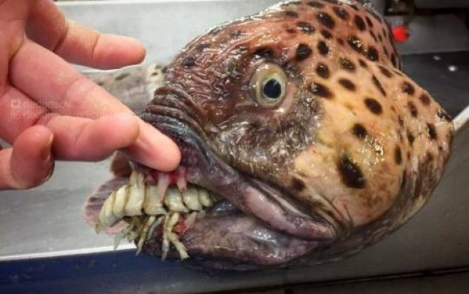 Rus balıqçının dənizdən çıxardığı ilginc canlılar -  MARAQLI...