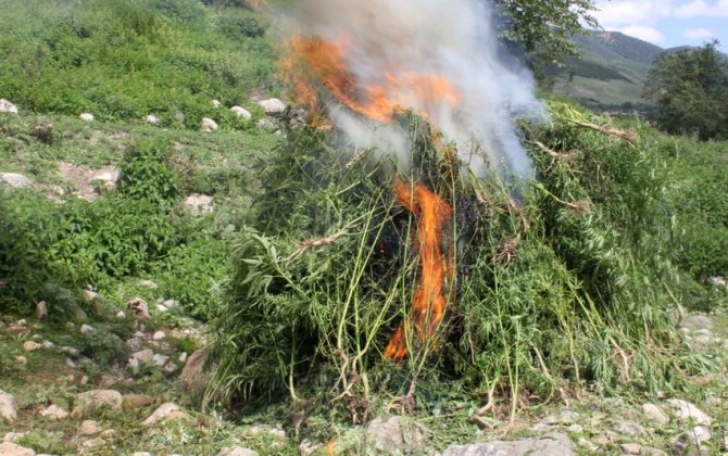 В Гусаре уничтожено свыше тонны дикорастущей конопли-(фото)