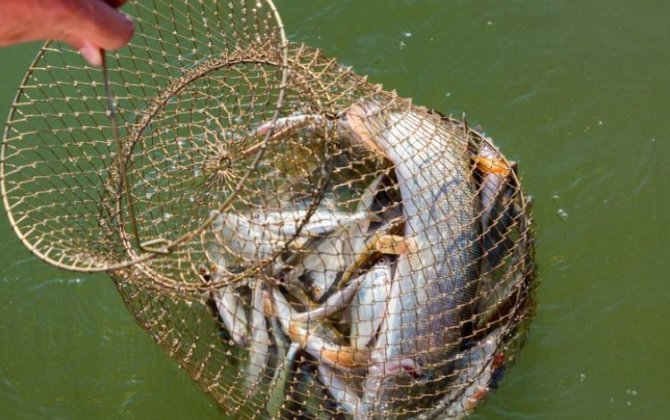 Браконьерам выписан крупный штраф за вылов рыбы