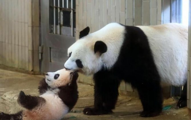 В вашингтонском зоопарке родилась панда