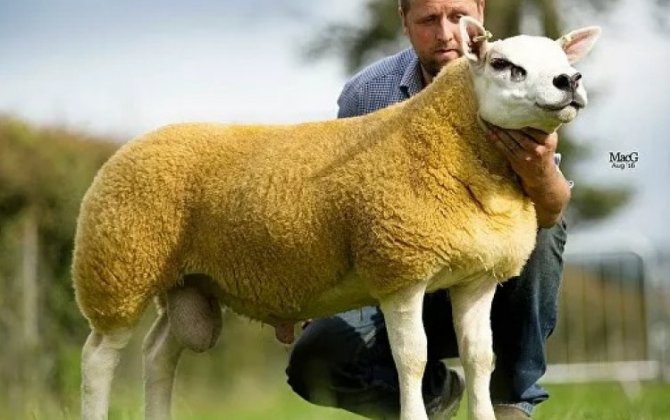 В Шотландии продали самого дорогого барана в мире