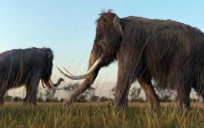В РФ назвали предположительный возраст обнаруженных на севере останков мамонта