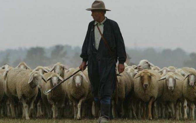 В Туркестанской области пастух продал свыше тысячи чужих овец