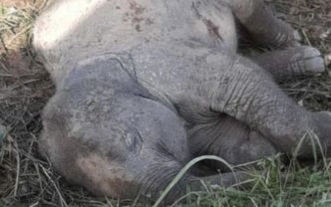 Balasının öldüyünə inanmayan fil onu oyatmağa çalışdı –  FOTO/VİDEO
