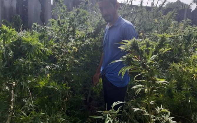 У жителя Сабирабада изъяли более 10 кг марихуаны и огнестрельное оружие-(фото)