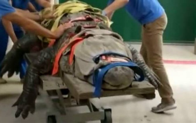 3,5 metrlik timsahın müalicəyə aparılması görüntüləri rekord sayda izlənildi - VİDEO