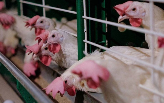 Более 180 000 кур за сутки убил птичий грипп в СКО