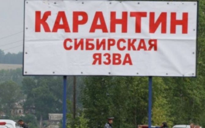 В киргизском селе выявили сибирскую язву, объявлен карантин