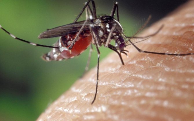В Турции нашли особо опасных комаров