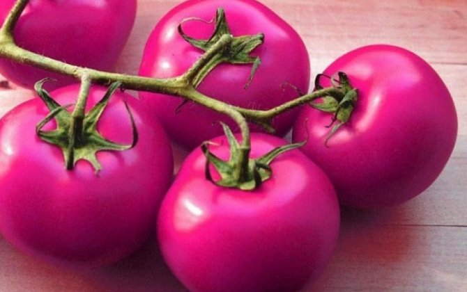 В Азербайджане выведут новые сорта розовых помидоров