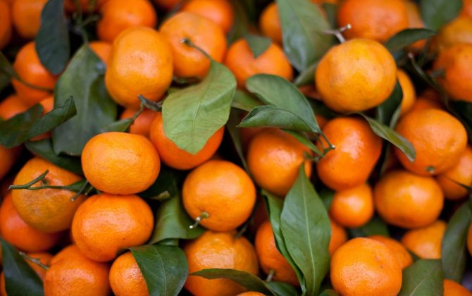 Из Грузии за пять месяцев было экспортировано мандаринов на сумму 17,5 млн долларов