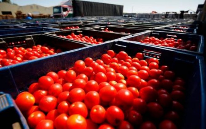 Qazaxıstandan Azərbaycana pomidor  QADAĞASI